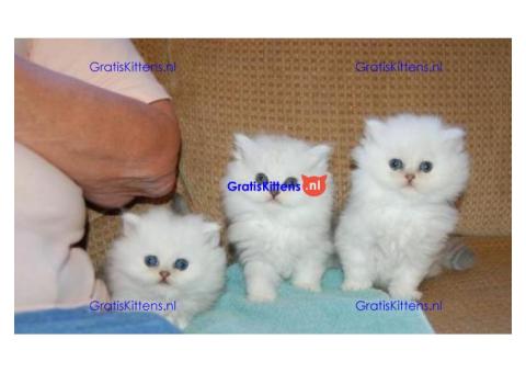 Gesocialiseerde Perzische kittens ter adoptie.