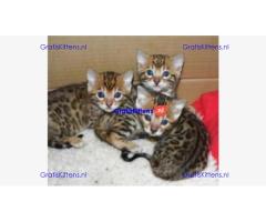 Intelligente Bengaalse kittens ter adoptie.