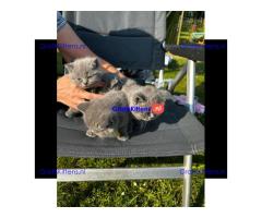 Britse Korthaar/Scottish Fold Blauw en Lilac kitten €  Whatsapp-nummer: +32 460224753