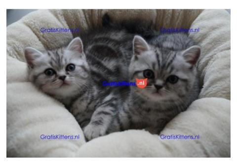 Britse Korthaar/Scottish Fold Blauw en Lilac kitten €  Whatsapp-nummer: +32 460224753
