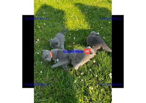 Britse Korthaar/Scottish Fold Blauw en Lilac kitten €  Whatsapp-nummer: +32 460224753