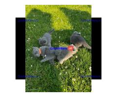Britse Korthaar/Scottish Fold Blauw en Lilac kitten €  Whatsapp-nummer: +32 460224753
