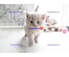 Britse Korthaar/Scottish Fold Blauw en Lilac kitten €  Whatsapp-nummer: +32 460224753