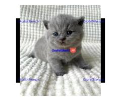 Britse Korthaar/Scottish Fold Blauw en Lilac kitten €150 Whatsapp-nummer: +32 460224753
