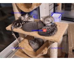 Britse Korthaar/Scottish Fold Blauw en Lilac kitten €  Whatsapp-nummer: +32 460224753