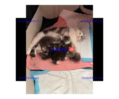Britse Korthaar/Scottish Fold Blauw en Lilac kitten €  Whatsapp-nummer: +32 460224753