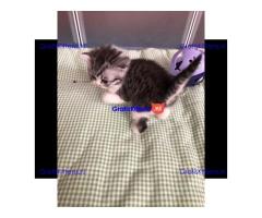 Britse Korthaar/Scottish Fold Blauw en Lilac kitten €  Whatsapp-nummer: +32 460224753