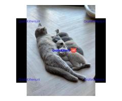 Britse Korthaar/Scottish Fold Blauw en Lilac kitten €  Whatsapp-nummer: +32 460224753