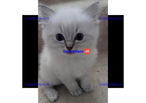 Prachtige 9 weken oude Ragdoll, vrouwtje en mannetje... WhatsApp me op: +44 7453 907158