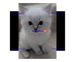 Prachtige 9 weken oude Ragdoll, vrouwtje en mannetje... WhatsApp me op: +44 7453 907158