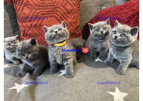 Mannelijke en vrouwelijke Britse Korthaar kittens. WhatsApp me op: +44 7453 907158