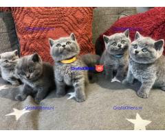 Mannelijke en vrouwelijke Britse Korthaar kittens. WhatsApp me op: +44 7453 907158