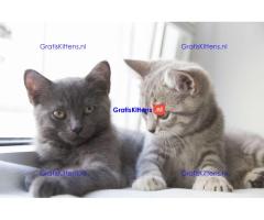 Britse Korthaar/Scottish Fold Blauw en Lilac kitten €  Whatsapp-nummer: +32 460224753