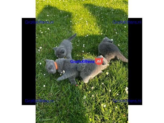 Britse Korthaar/Scottish Fold Blauw en Lilac kitten €  Whatsapp-nummer: +32 460224753