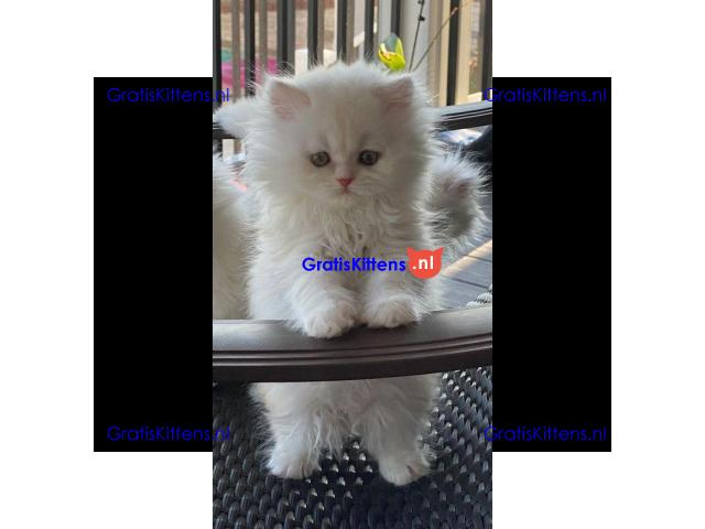 Gratis Perzische kittens ter adoptie
