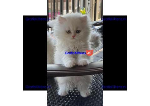 Gratis Perzische kittens ter adoptie