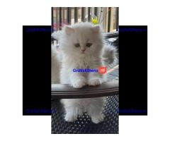 Gratis Perzische kittens ter adoptie
