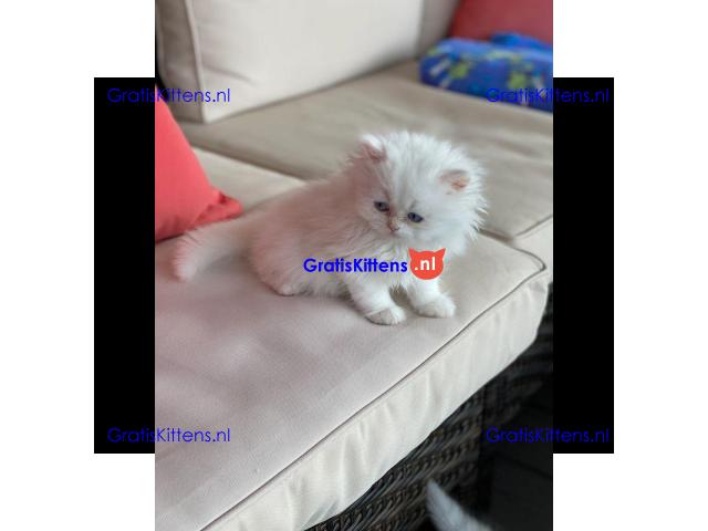 Gratis Perzische kittens ter adoptie