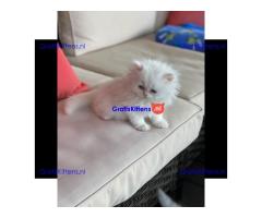 Gratis Perzische kittens ter adoptie