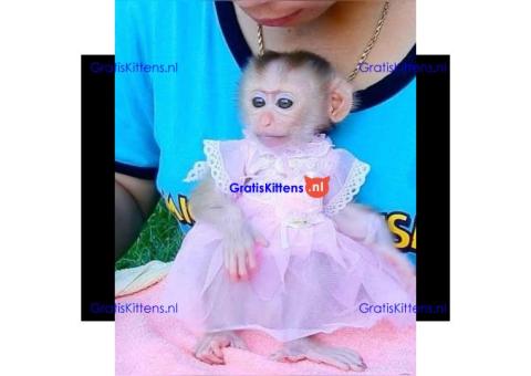 Gratis baby kapucijnaapje ter adoptie nu gratis