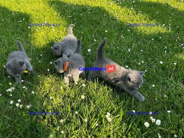 Britse Korthaar/Scottish Fold Blauw en Lilac kitten €  Whatsapp-nummer: +32 460224753