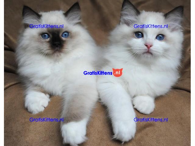 Schattige RAGDOLL KITTENS