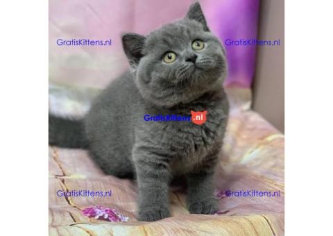 Britse Korthaar/Scottish Fold Blauw en Lilac kitten