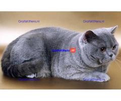 Britse Korthaar/Scottish Fold Blauw en Lilac kitten €  Whatsapp-nummer: +32 460224753