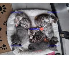 Britse Korthaar/Scottish Fold Blauw en Lilac kitten €  Whatsapp-nummer: +32 460224753