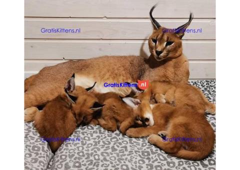 lieve Caracal kittens te koop...