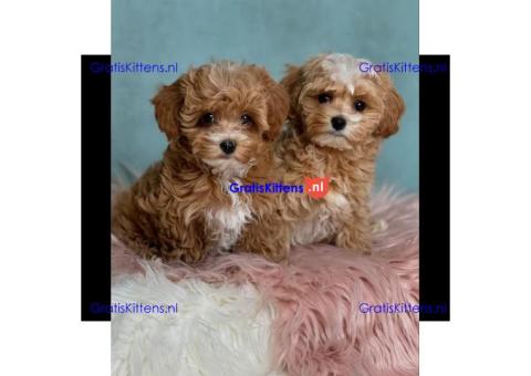 maltipoo pups te koop
