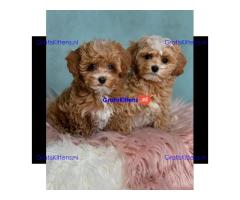 maltipoo pups te koop