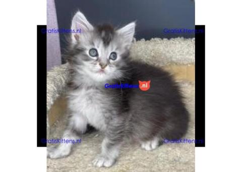 Mannelijke Maine Coon kittens klaar om zich binnenkort bij uw gezin te voegen