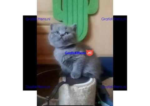 Blauwe Britse Korthaar kittens van hoge kwaliteit beschikbaar
