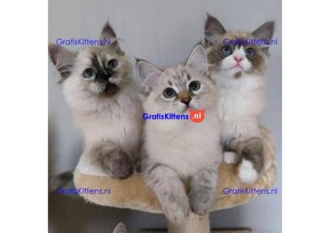 Vind raszuivere Siberische kittens te koop