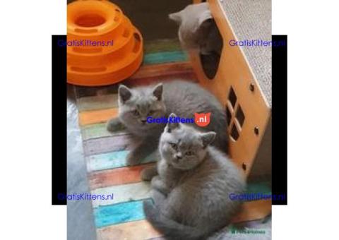 Blauwe Britse Korthaar Kittens Te Koop