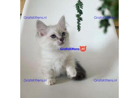 Mannelijke & Vrouwelijke Ragdol Kittens