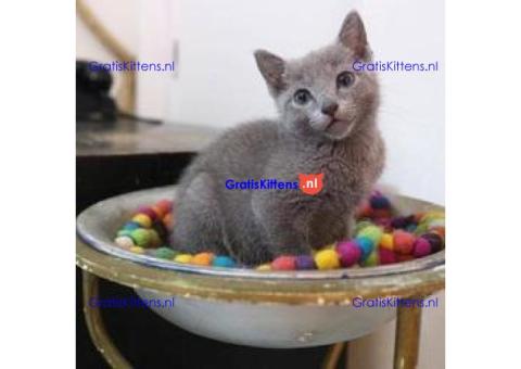 Rasvriendelijke Russisch Blauwe Kittens