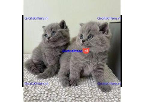 Blauwe Britse Korthaar kittens te koop