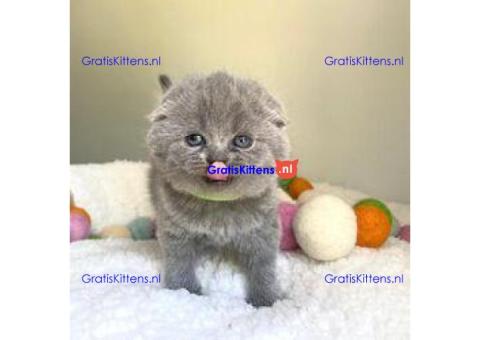 Handmatig grootgebrachte Scottish Fold kittens te koop