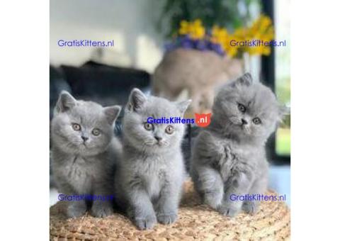 Prachtige Britse Korthaar kittens nu beschikbaar