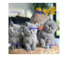 Prachtige Britse Korthaar kittens nu beschikbaar