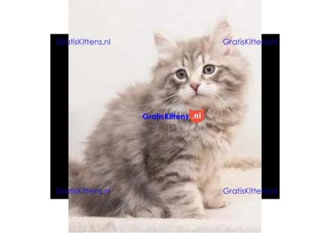 Siberische Kittens te Koop