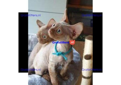 Devon Rex Kittens Te Koop.