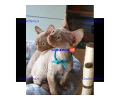 Devon Rex Kittens Te Koop.