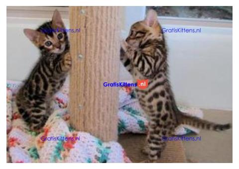 Bengaalse kittens beschikbaar