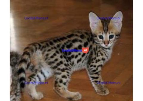 Raszuivere f1 savannah kittens beschikbaar