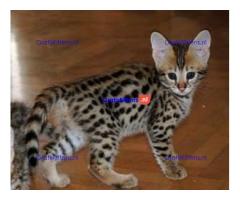Raszuivere f1 savannah kittens beschikbaar