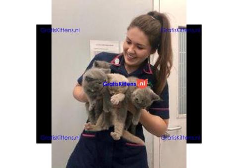 Blauwe Britse Korthaar Kittens nu beschikbaar