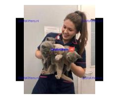 Blauwe Britse Korthaar Kittens nu beschikbaar